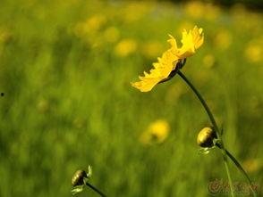 爱似锦上繁花,浪漫人生篇章