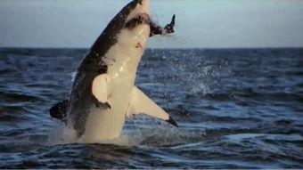 深海狂鲨2 2001,2001年惊悚海洋冒险再续