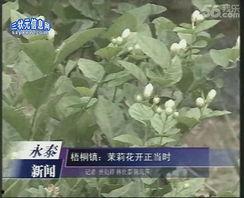 茉莉花开正当时,盛夏时节的芬芳颂歌